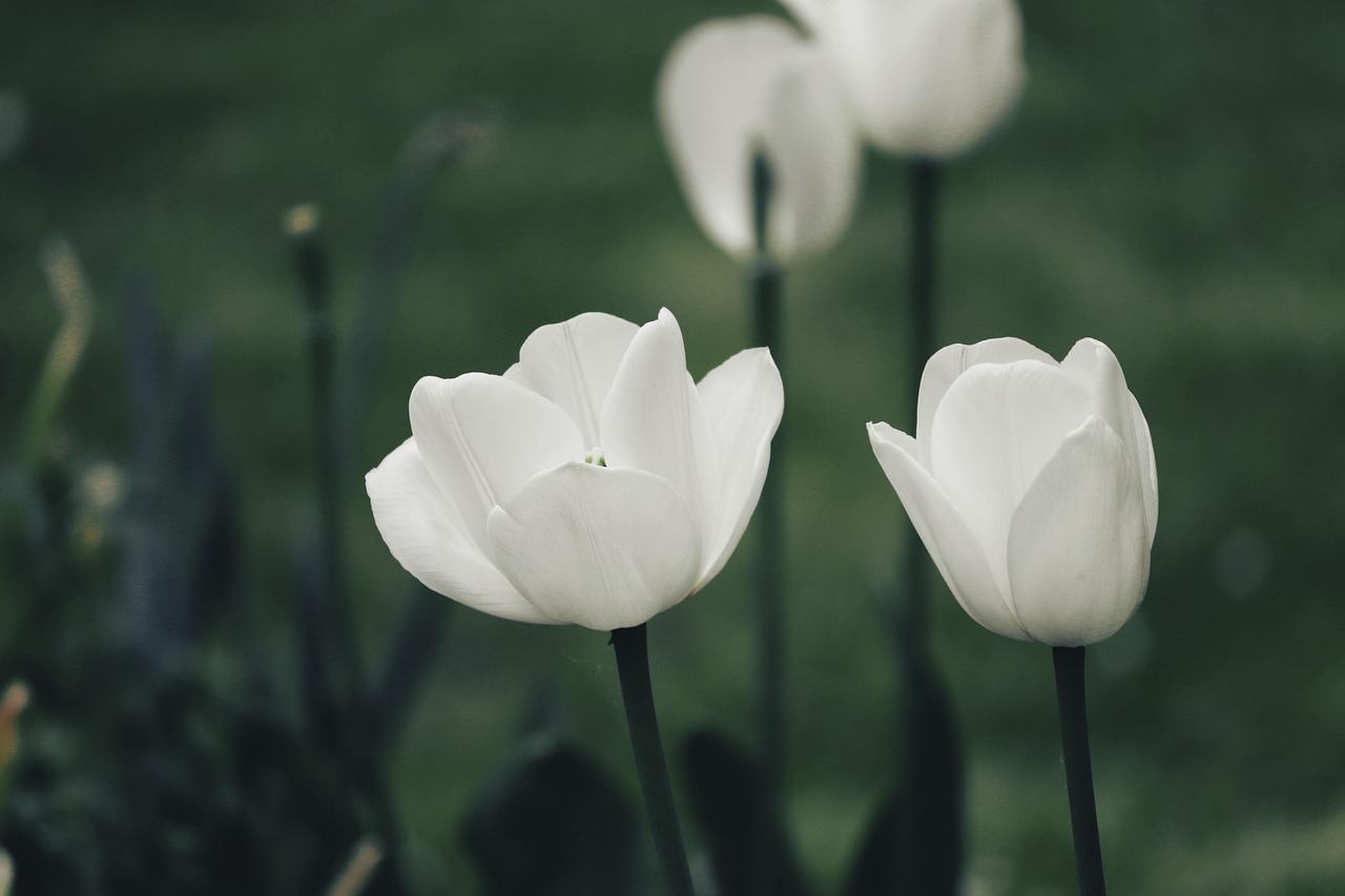 Tips to Establish an Ideal Eco-Friendly Indoor Garden